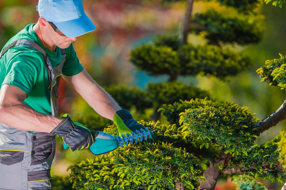 I Migliori Attrezzi da Giardino Elettrici: tutto per la cura del verde