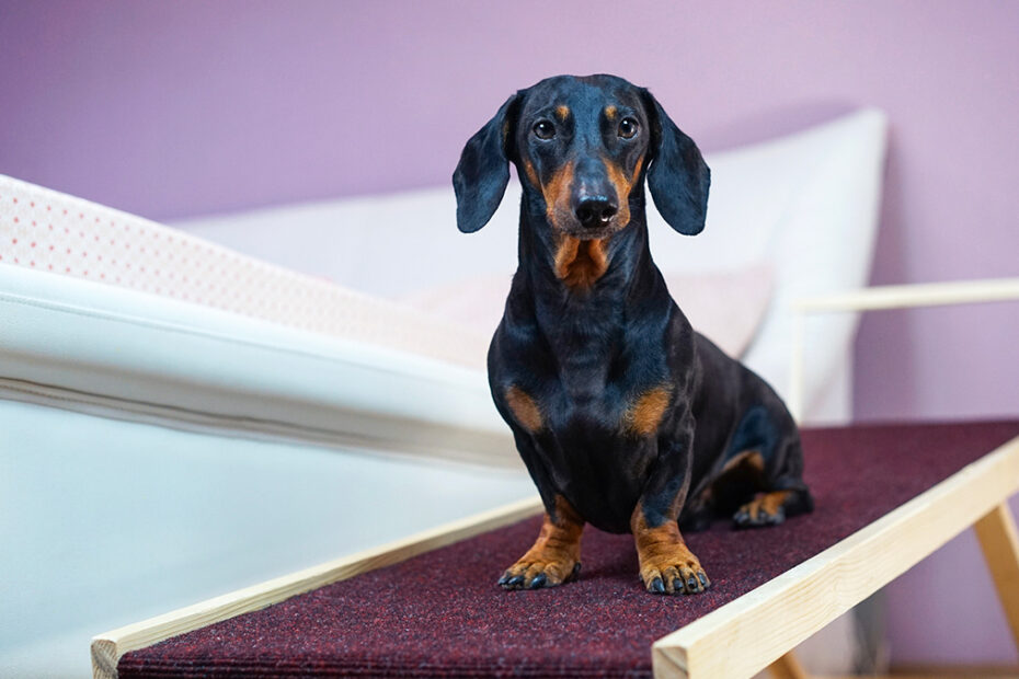 Scaletta bagno per cani