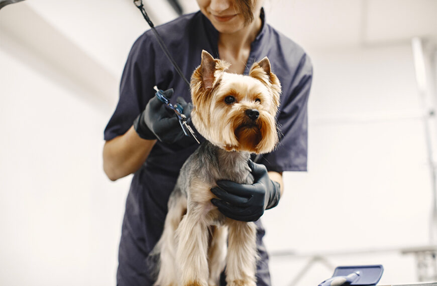 tutto-per-la-toelettatura-cane-i-consigli-produceshop