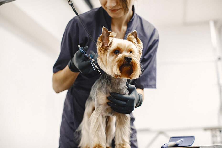 tutto-per-la-toelettatura-cane-i-consigli-produceshop