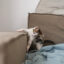 come non far graffiare il divano al gatto