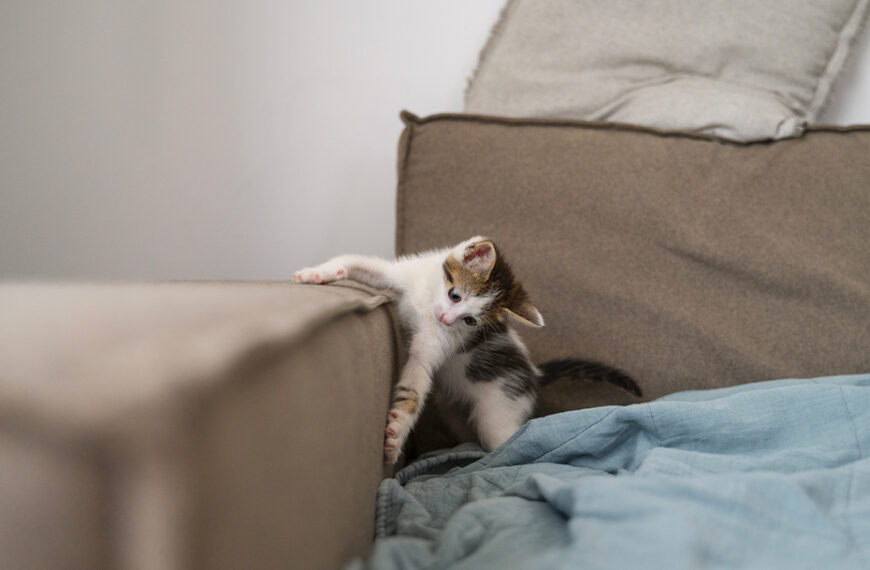 come non far graffiare il divano al gatto