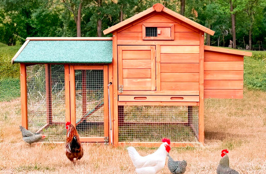 pollaio per galline ovaiole
