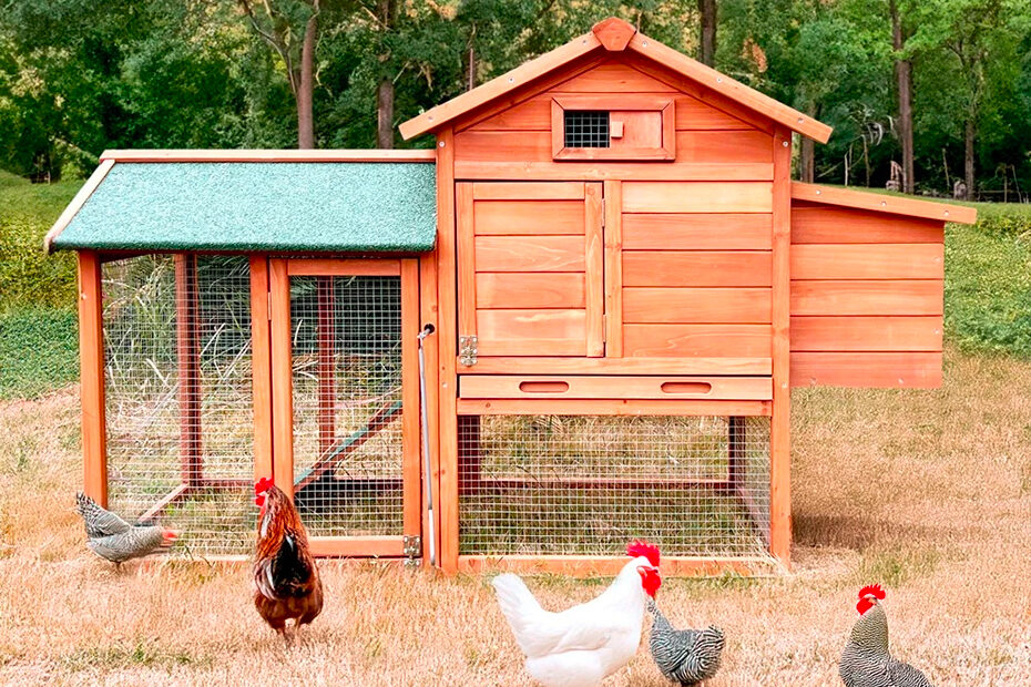 pollaio per galline ovaiole