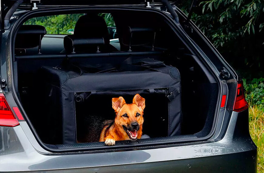 come abituare il cane al trasportino
