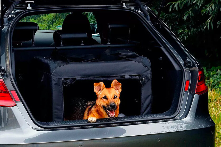 come abituare il cane al trasportino