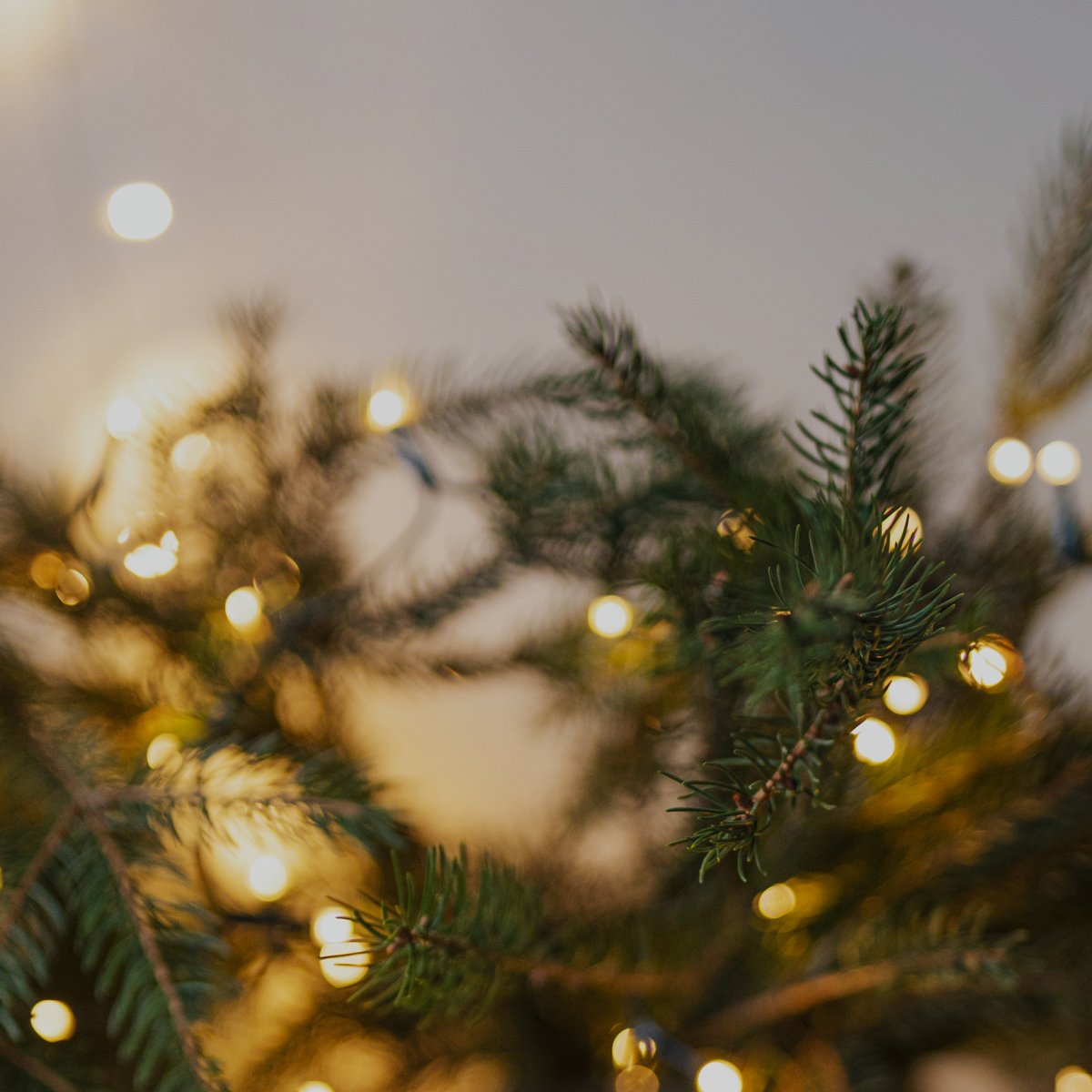 Uten Albero di Natale 210cm, Albero di Natale Artificiale Bianco con Luci  in Filo di Rame da 25m(500luci), 1000 Rami, Supporto In Metallo Staccabile,  Per Interni Esterni Decorazioni Natalizie : : Casa